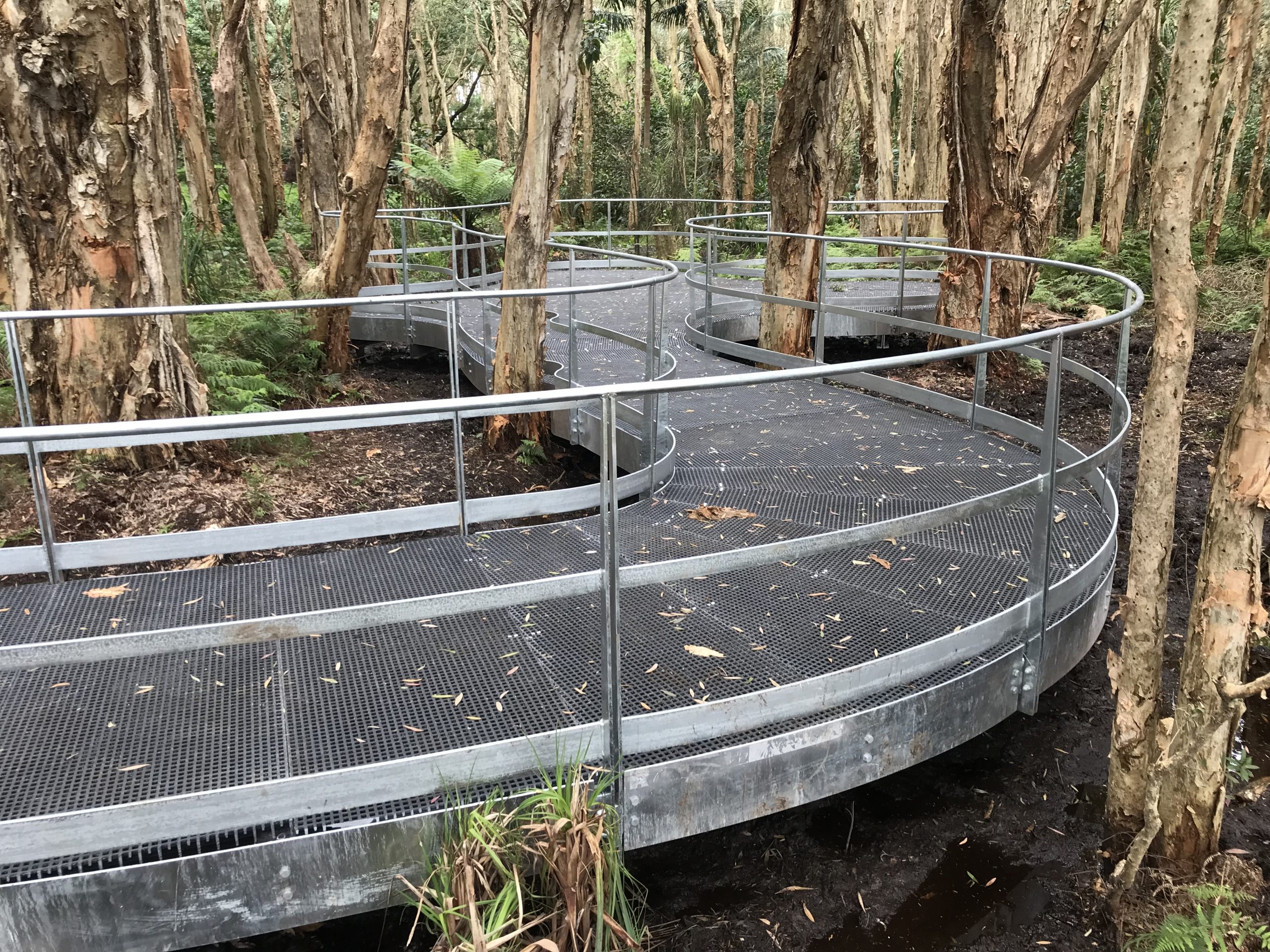 walkway through Lachlan Swamp